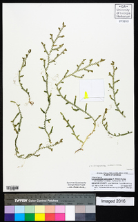 Selaginella ludoviciana image