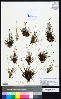 Xyris brevifolia image