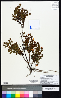 Hypericum crux-andreae image