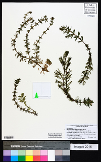 Myriophyllum heterophyllum image