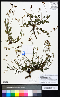 Crotalaria rotundifolia image
