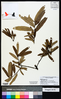 Quercus pumila image