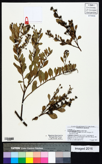 Lyonia fruticosa image