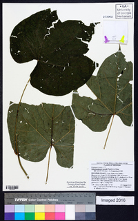 Calycocarpum lyonii image