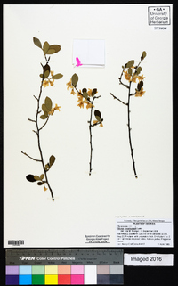 Styrax americanus image