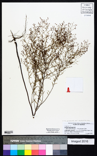 Lechea pulchella var. ramosissima image