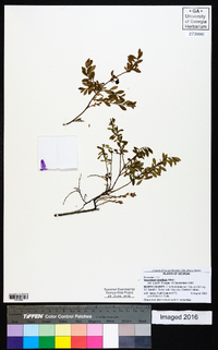 Vaccinium tenellum image