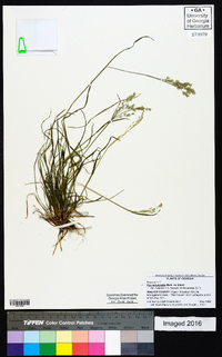 Poa autumnalis image