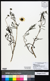 Helianthus angustifolius image