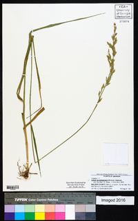 Lolium arundinaceum image