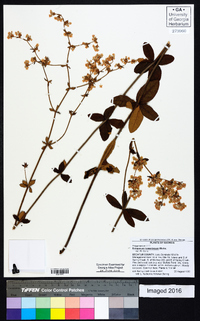 Eriogonum tomentosum image