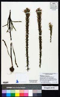 Liatris elegans image