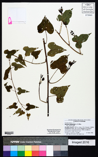 Ipomoea pandurata image