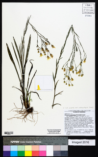 Pityopsis aspera var. adenolepis image