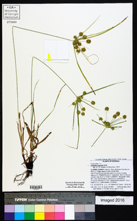 Cyperus croceus image