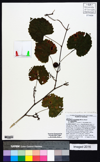 Muscadinia rotundifolia image