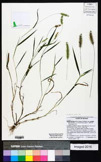 Setaria pumila image