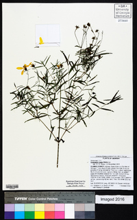 Coreopsis major image