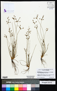 Fimbristylis annua image