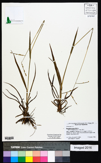 Paspalum laeve image