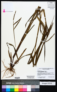 Paspalum boscianum image