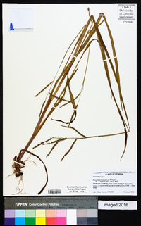 Paspalum boscianum image