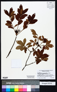 Rhododendron canescens image