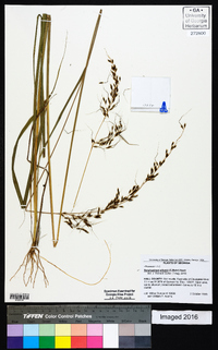 Sorghastrum elliottii image