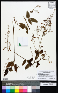 Desmodium perplexum image