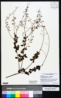 Desmodium ciliare image