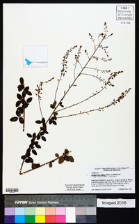 Desmodium ciliare image