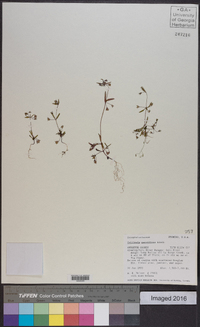 Collinsia parviflora image