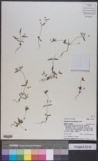 Collinsia parviflora image