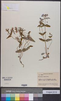 Collinsia verna image