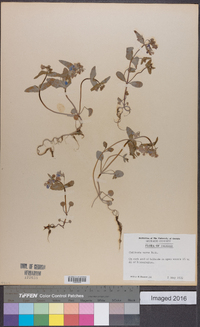 Collinsia verna image