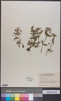 Collinsia verna image