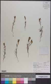 Cordylanthus ramosus image