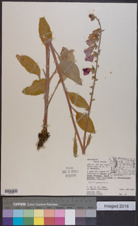 Digitalis purpurea image