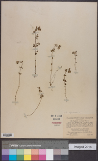 Euphrasia officinalis image