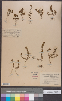 Euphrasia officinalis image