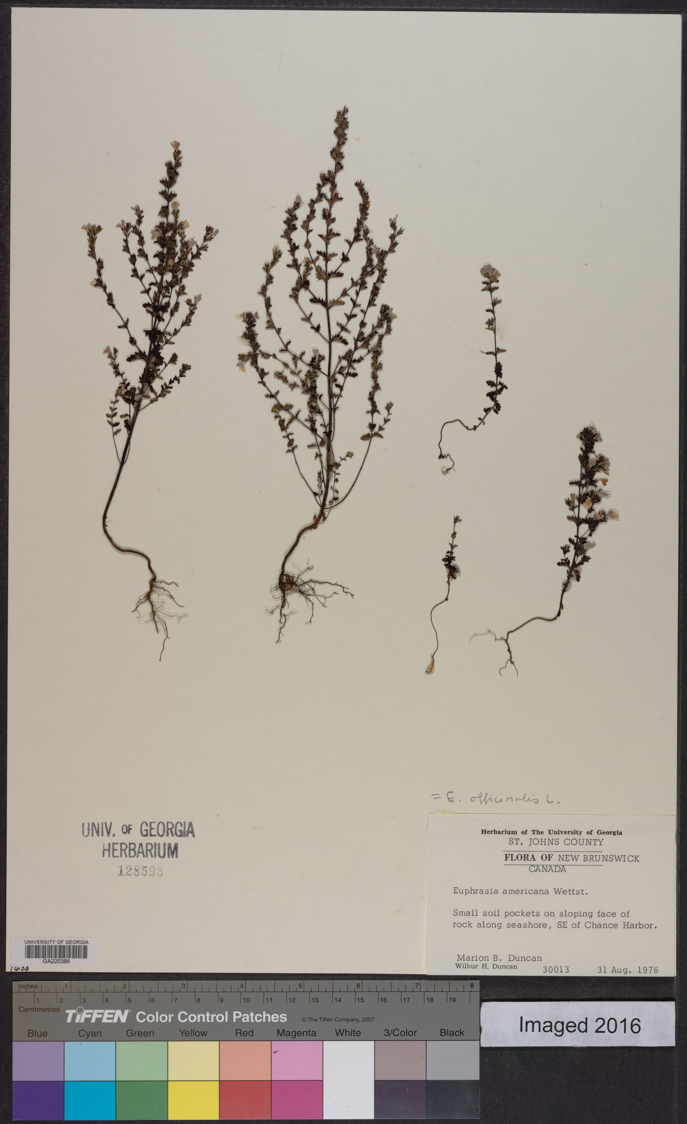 Euphrasia officinalis image