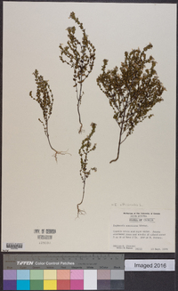 Euphrasia officinalis image