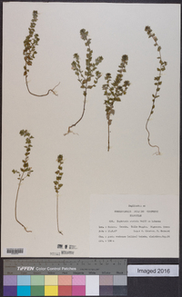 Euphrasia stricta image