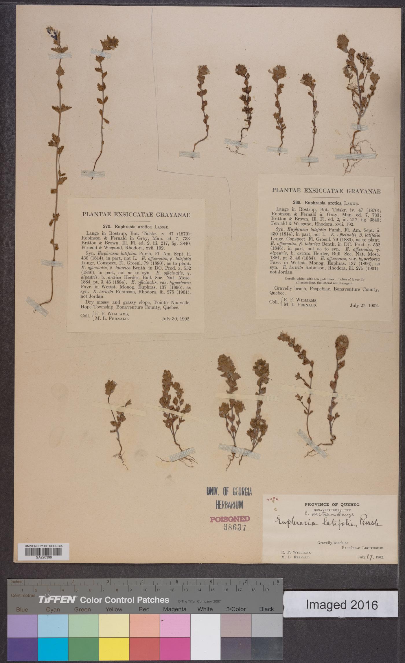 Euphrasia arctica image