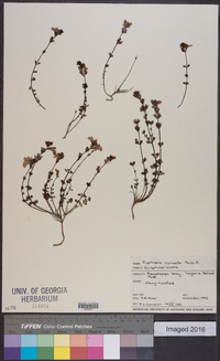 Image of Euphrasia cuneata