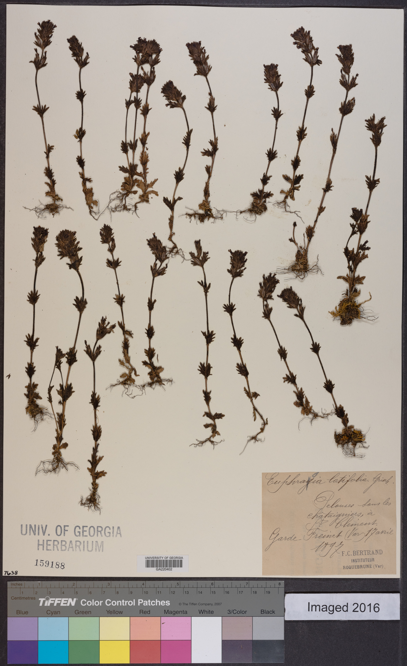 Euphrasia latifolia image