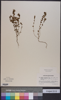 Euphrasia rostkoviana image