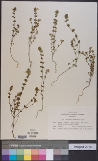 Euphrasia rostkoviana image