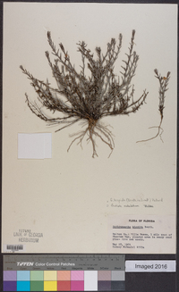 Gratiola hispida image