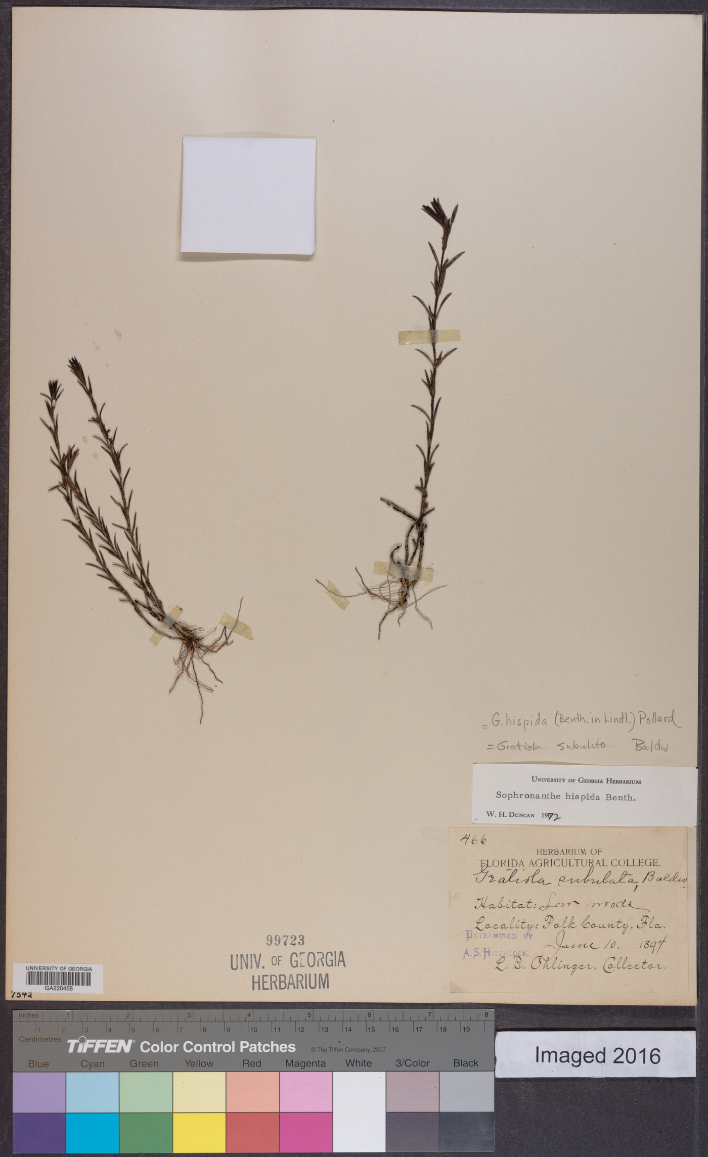 Gratiola hispida image